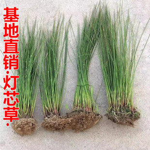 鲜活灯芯草苗 灯心草盆栽基地直销水生植物龙须草水葱带泥发货