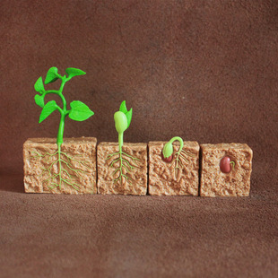 safari 豆类生长过程场景摆件 仿真植物模型塑胶科教认知玩具