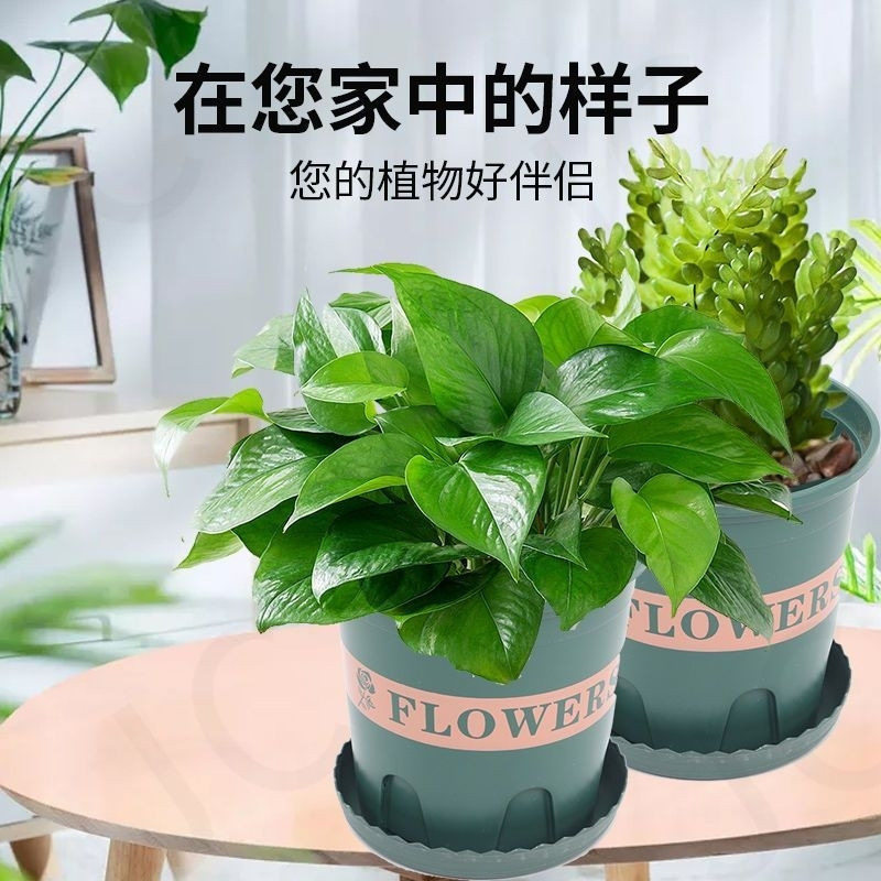 草莓绿萝月季阳台种菜养花专用