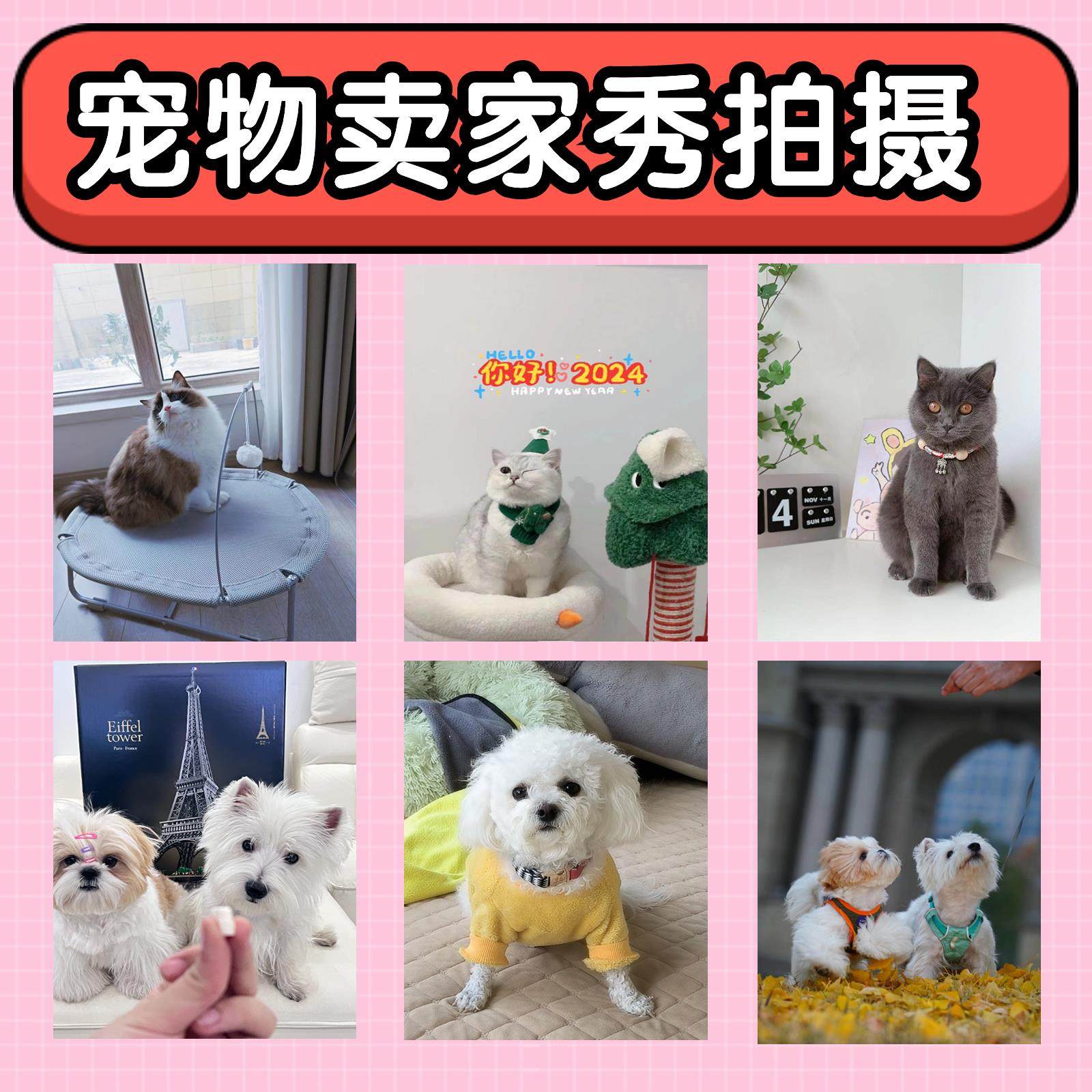 宠物买家秀拍摄晒图猫猫狗狗短视其它设计服务