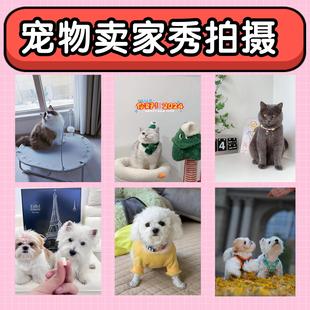 宠物卖家秀拍摄晒图猫猫狗狗短视频口播毛孩子粮用产品寄拍照片