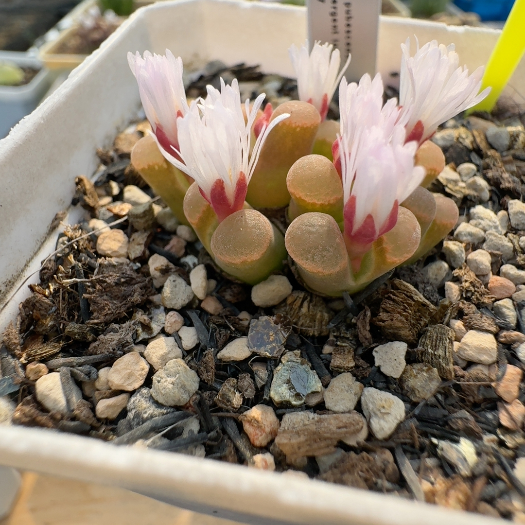 108号9头天鹅绒1802.7