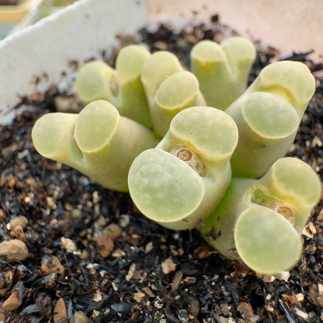 98号大群佛肚磁铁,鲜花速递/花卉仿真/绿植园艺,多肉植物,淘宝优惠券,粉丝福利购,淘宝优惠卷