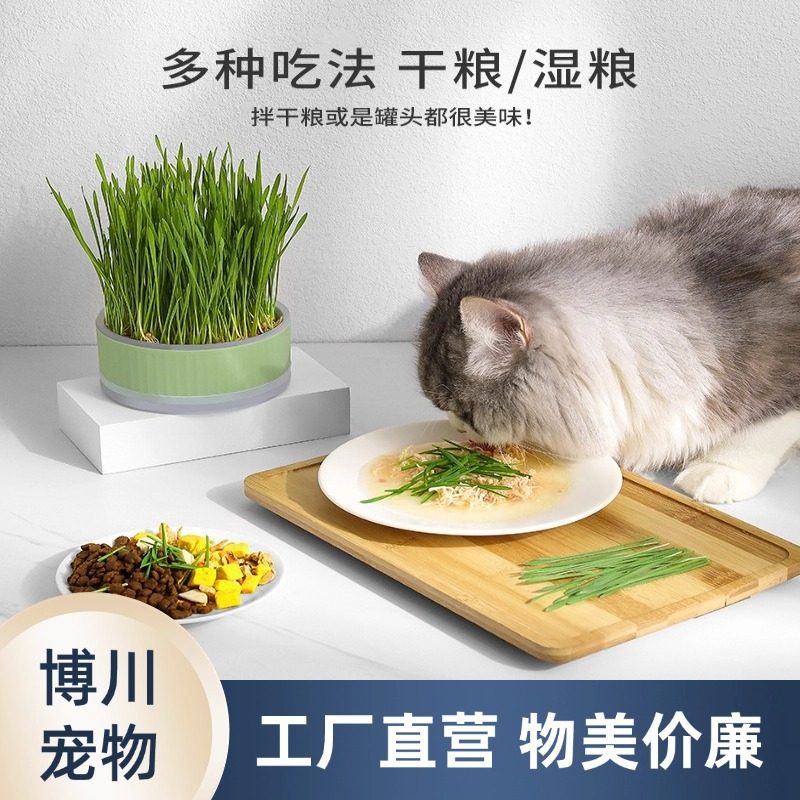 宠物用品猫草盆儿玩具花花草草源头工厂现货批发磨牙猫咪小猫幼猫,宠物/宠物食品及用品,猫狗特色玩具,淘宝优惠券,粉丝福利购,淘宝优惠卷
