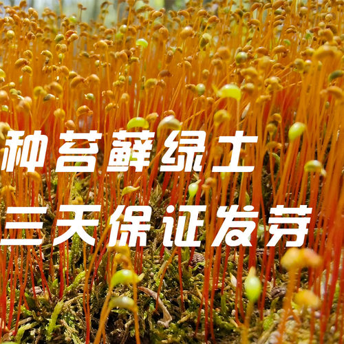 3天发芽】青苔藓孢子绿土植物生态微景观水草雨林缸造景绿化种植