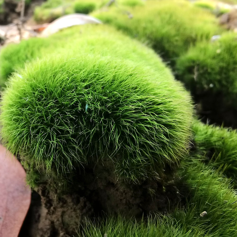 【苔藓种苗幼苗】牛毛藓苔藓微景观庭院造景绿化种植瓶缸