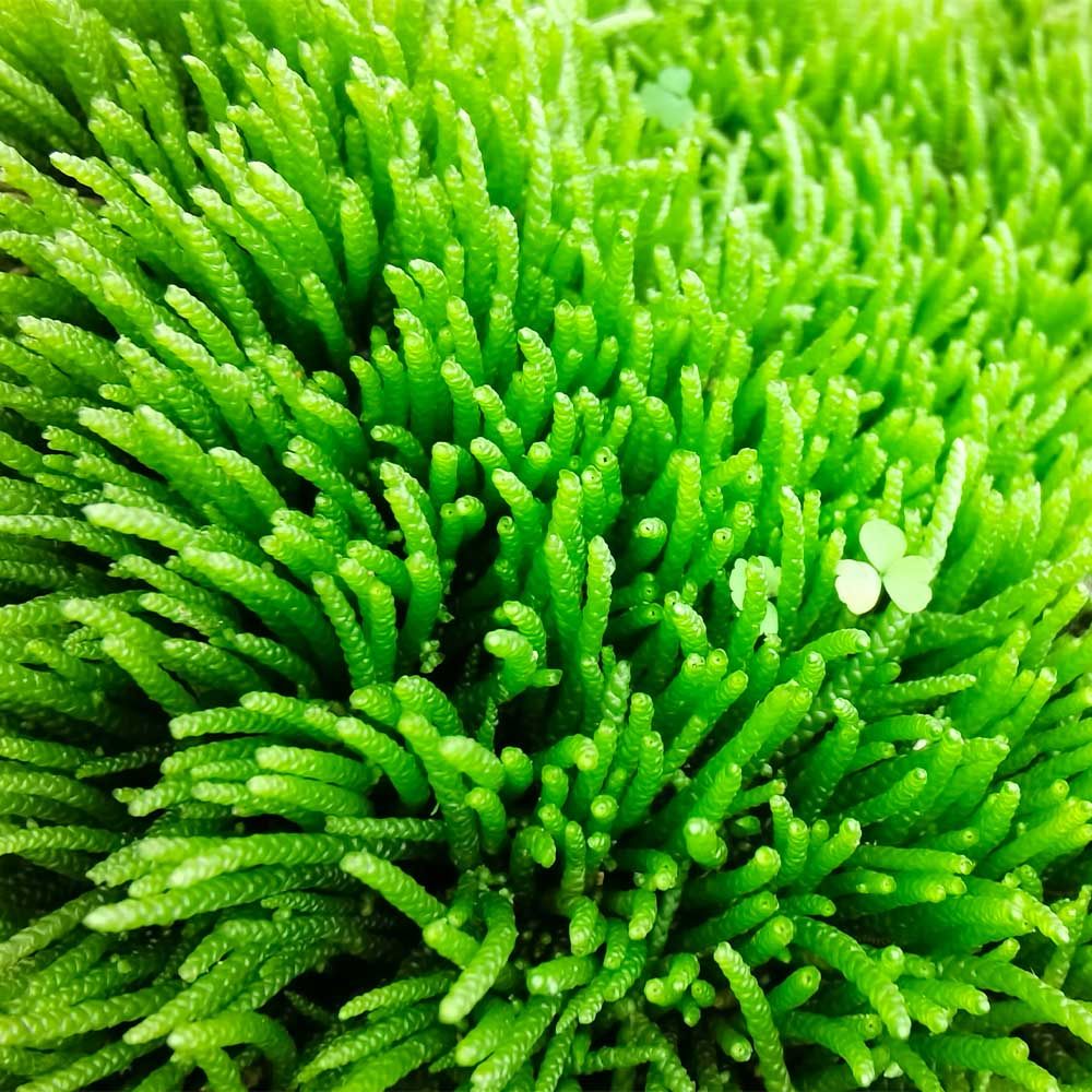 苔藓稀有品种草景观短绒青苔植物盆景盆栽假山造景绿化水微植物