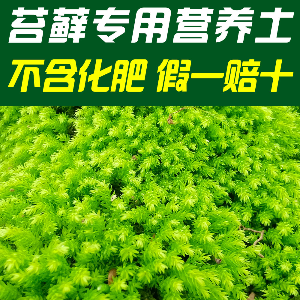 青苔藓专用营养土不含化肥缓释长效雨林缸微景观造景种植黑土肥料 鲜花速递/花卉仿真/绿植园艺 介质/营养土 原图主图