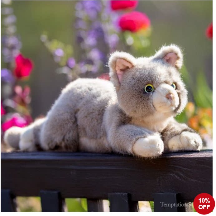 AuroraBorealisGraysonCat