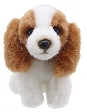 KingCharlesSpaniel查尔斯王