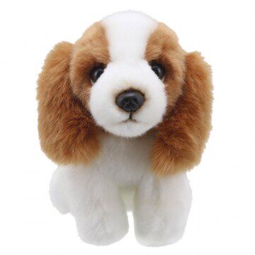 KingCharlesSpaniel查尔斯王