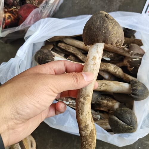 鸡枞菌野生火把菌荔枝菌云南大理