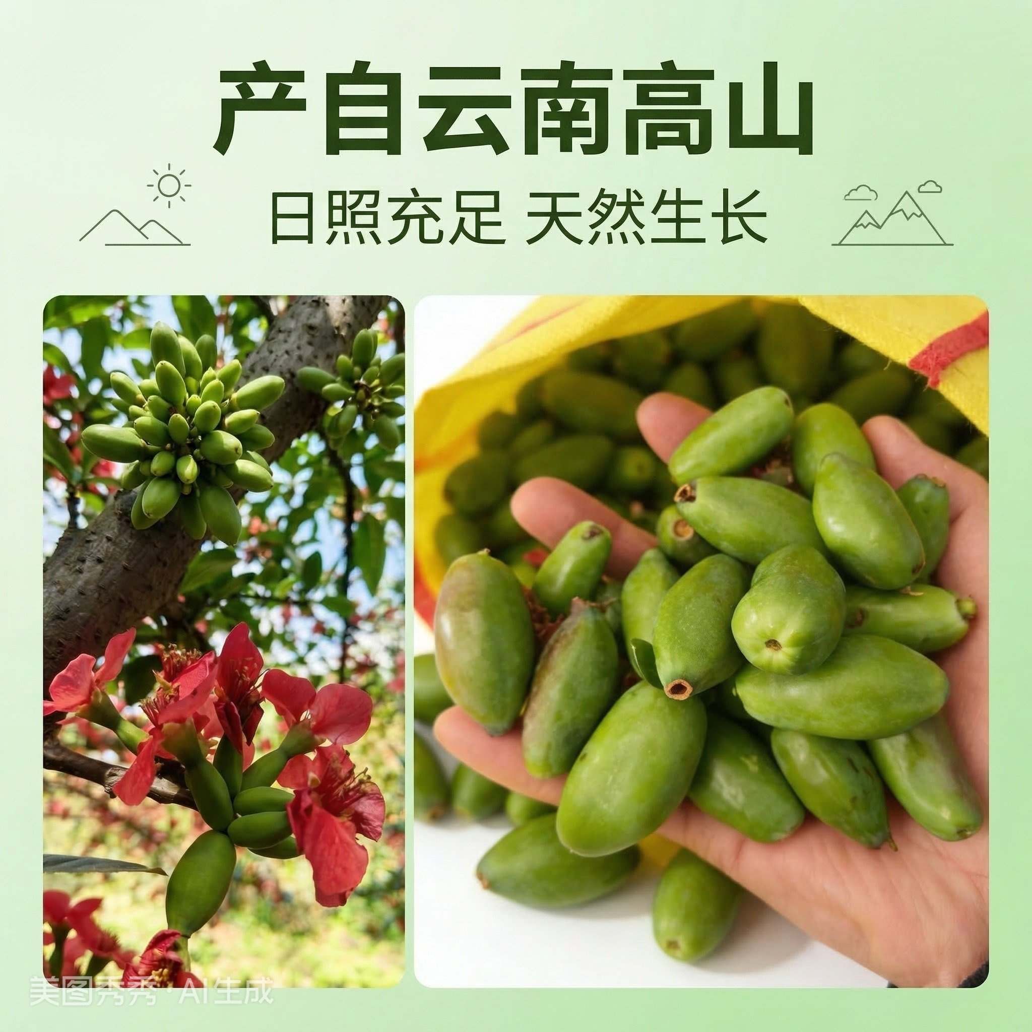 小木瓜芽酸红花云南大理生吃炒肉酸脆一斤包邮26年新鲜老品种煲汤