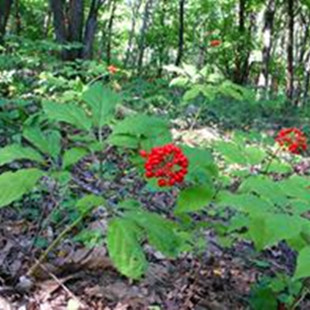 东北特产长白山鲜人参苗移山参林下参苗15年以上25元一支买5包邮