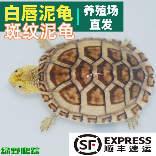 白唇活体北部斑纹乌龟