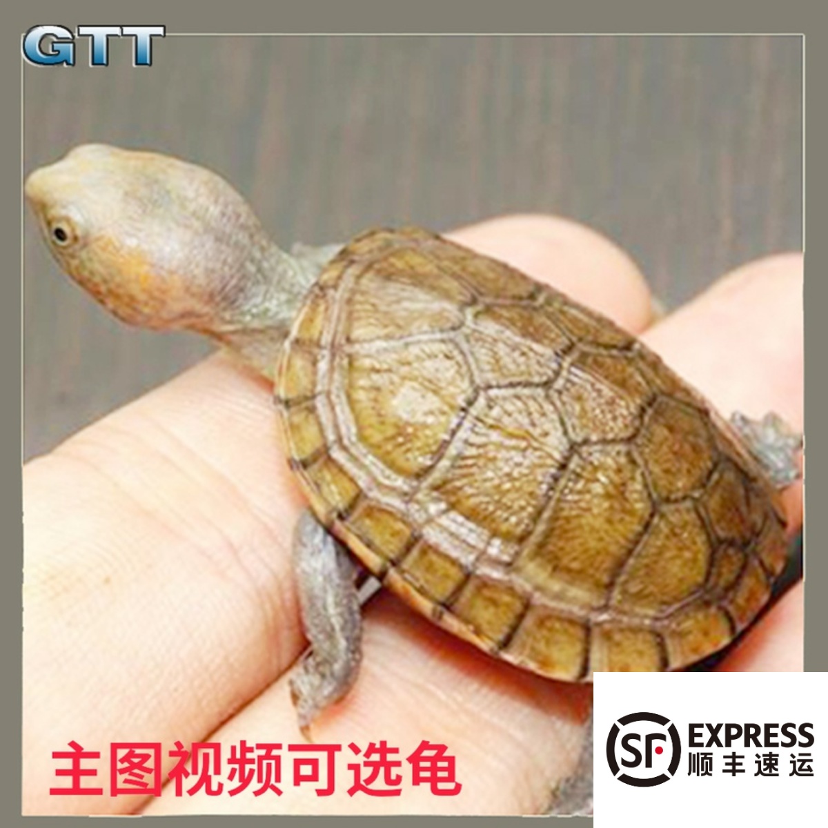 红面蛋龟苗活体泥龟水龟乌龟活物 观赏龟宠物龟深水龟