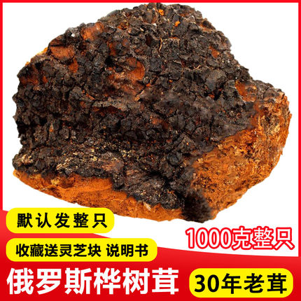 俄罗斯野生桦褐孔菌桦树茸白桦茸桦树菇恰咖чага二斤一个大块