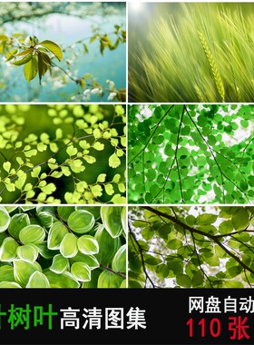 春天绿叶树叶绿色植物叶子叶纹背景图片图案高清PS设计素材