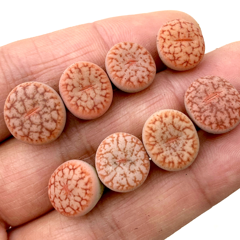 C71a拿铁曲玉红曲粉曲玉生石花