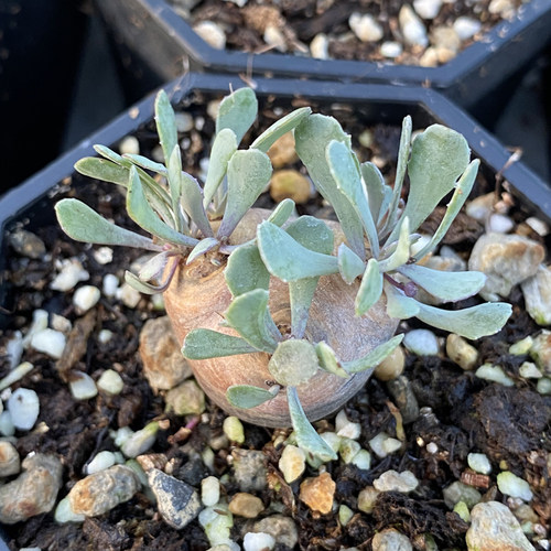 花龙园艺 格加厚敦菊 块根多肉基地直供 Othonna cacalioides