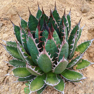 花龙园艺 强刺霍利达 曲刺型 龙舌兰 多肉植物 基地直供