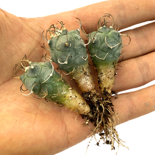 花龙园艺 升龙丸杂交 娇丽属仙人球 多肉植物