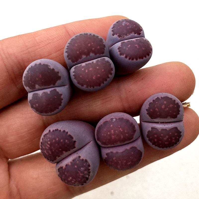 花龙园艺 紫李夫人 紫贝 紫色生石花 紫李 多肉植物 屁股