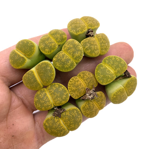 C36a绿紫勋经典编号生石花多肉