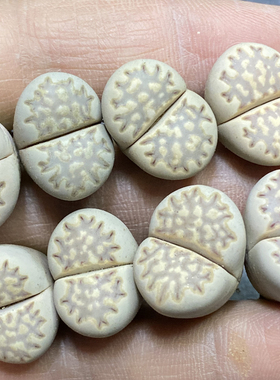 花龙园艺 C319白福来玉生石花 纯种Lithops julii subsp. fulleri