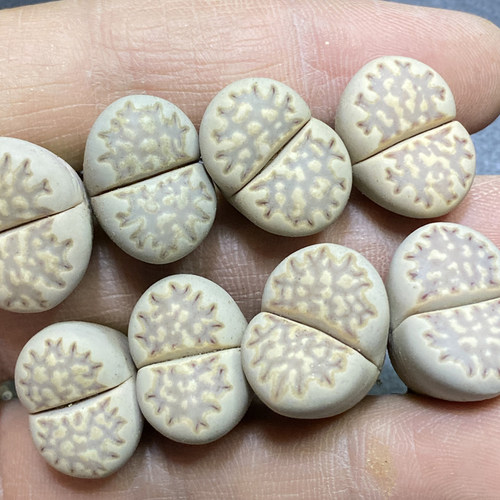 C319白福来玉纯种编号生石花