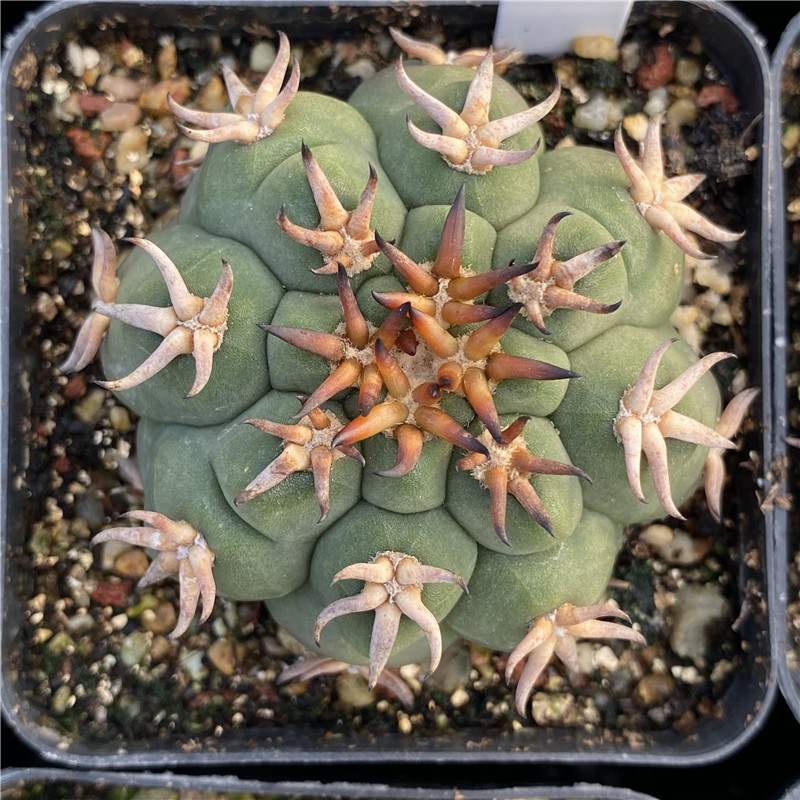 花龙园艺 猫爪天平 仙人球 实生 根系发达 多肉植物 基地直供