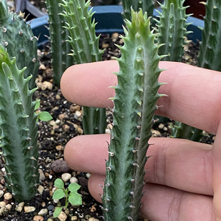 花龙园艺 铁锡杖 菊科多肉植物 稀有品种 基地直供