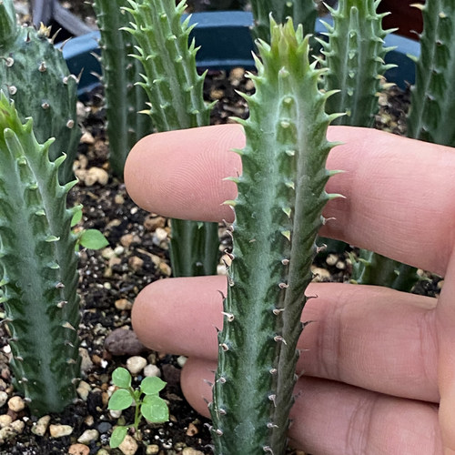 铁锡杖菊科多肉植物基地直供