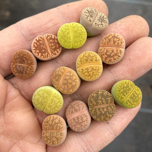 花龙园艺 一箭之遥 彩色紫勋×灵耀 咫尺之遥 彩色生石花 屁股