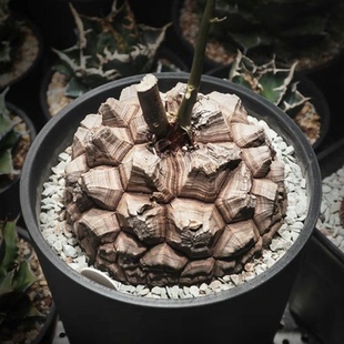 花龙园艺 南非龟甲龙 块根多肉 基地直供 特价促销