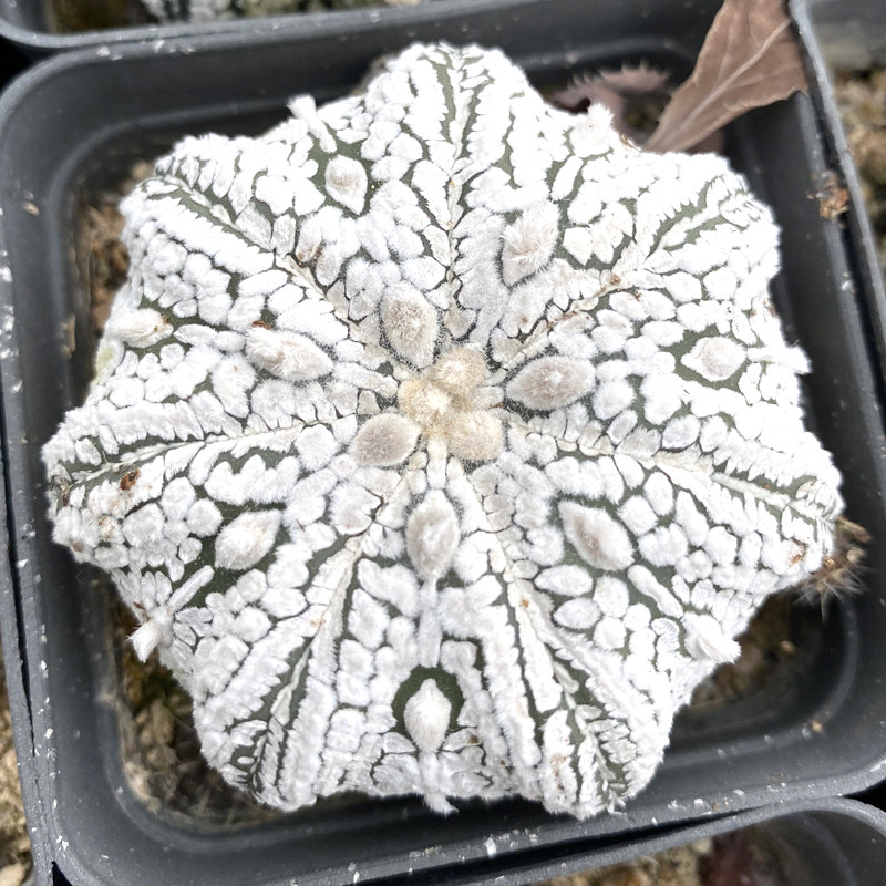 花龙园艺 超兜 v兜 奇迹兜 实生仙人球 基地直供 多肉植物