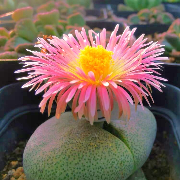 花龙园艺 粉花帝玉 稀有品种 大型番杏 基地直供