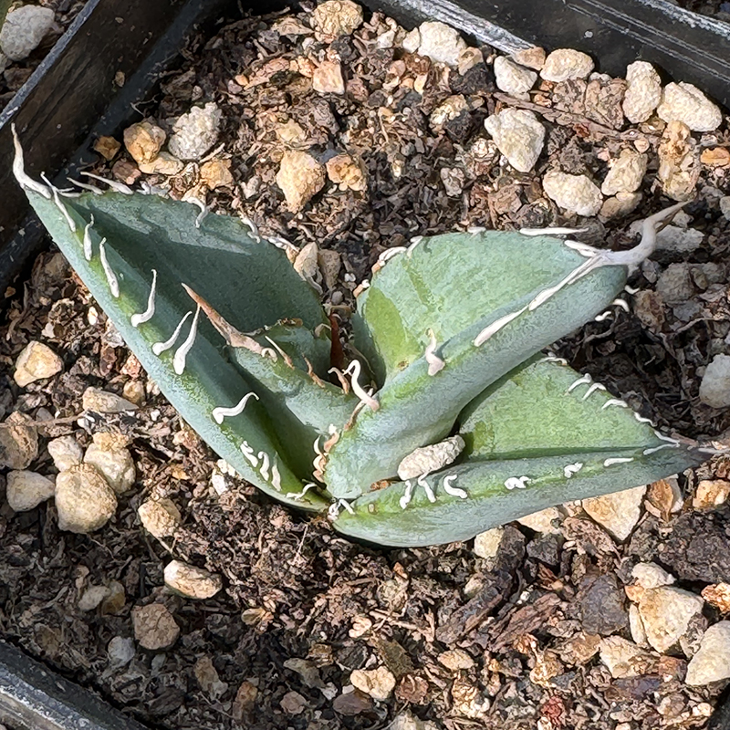 帝释天实生龙舌兰多肉植物