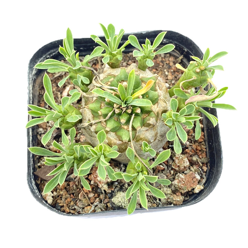 花龙园艺 峨眉山 多肉植物 块根块茎类 非铁甲麒麟 大戟科植物