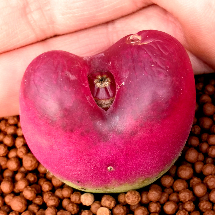 花龙园艺 红色毛汉尼 红毛  毛汗尼 红宝石 水蜜桃 肉锥多肉