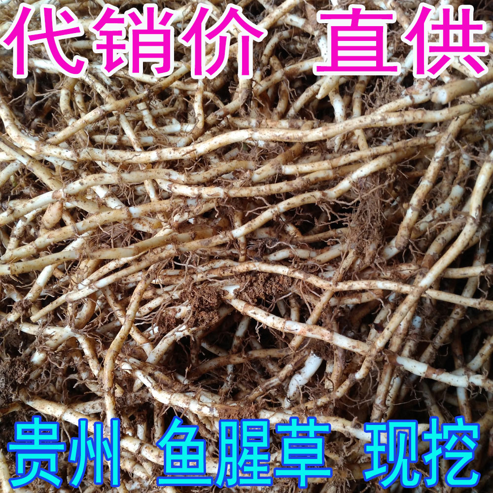 折耳根鱼腥草蔬菜农家新鲜