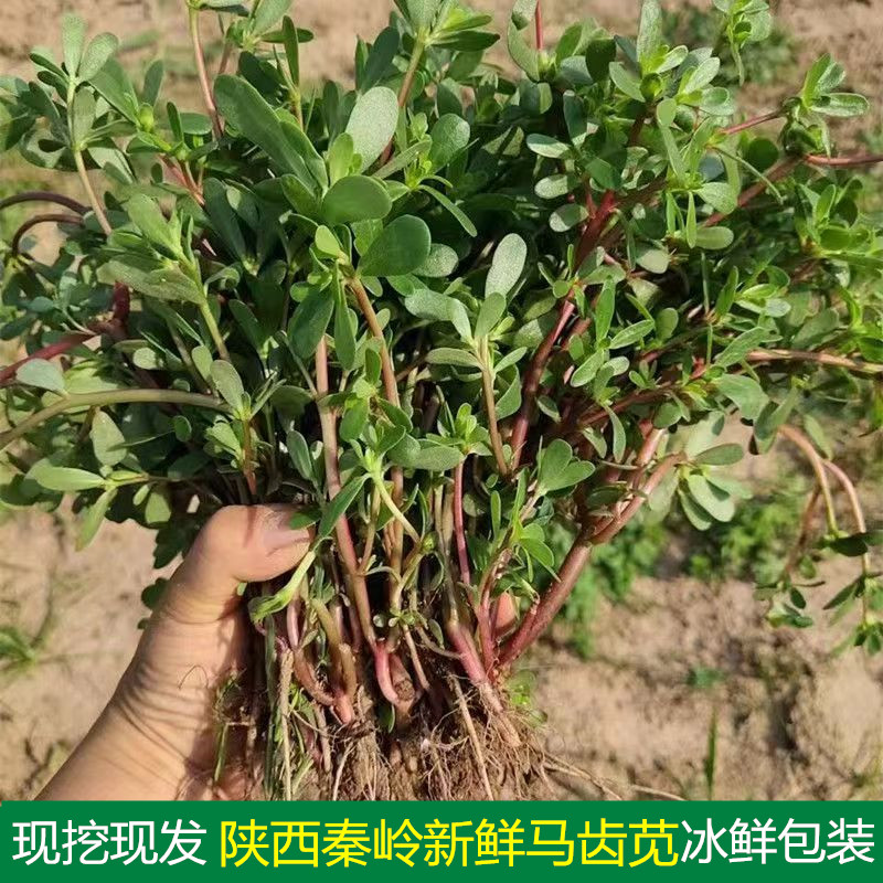 2026年陕西秦岭现挖新鲜马齿苋