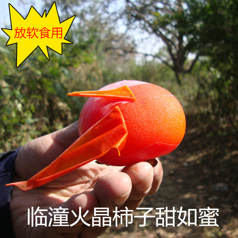 正宗陕西临潼火晶柿子小柿子