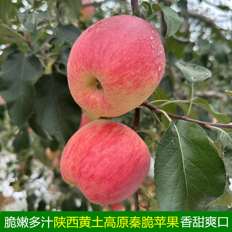 2026年陕西酥脆多汁新鲜秦脆苹果