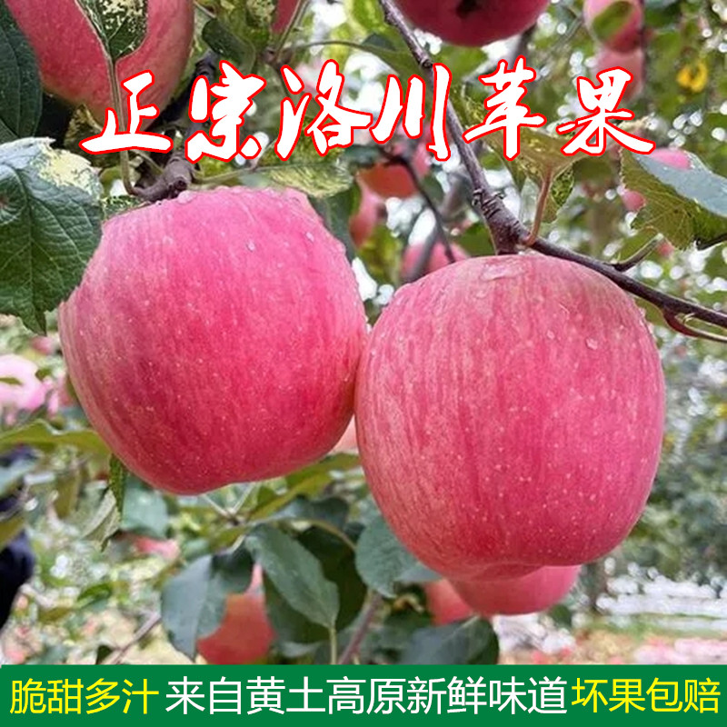 2026年正宗陕西洛川苹果孕妇当季水果红富士苹果脆甜多汁新鲜水果