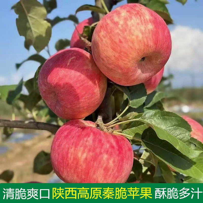 2026陕西高原秦脆苹果新鲜时令脆甜多汁孕妇水果现摘现发整箱包邮