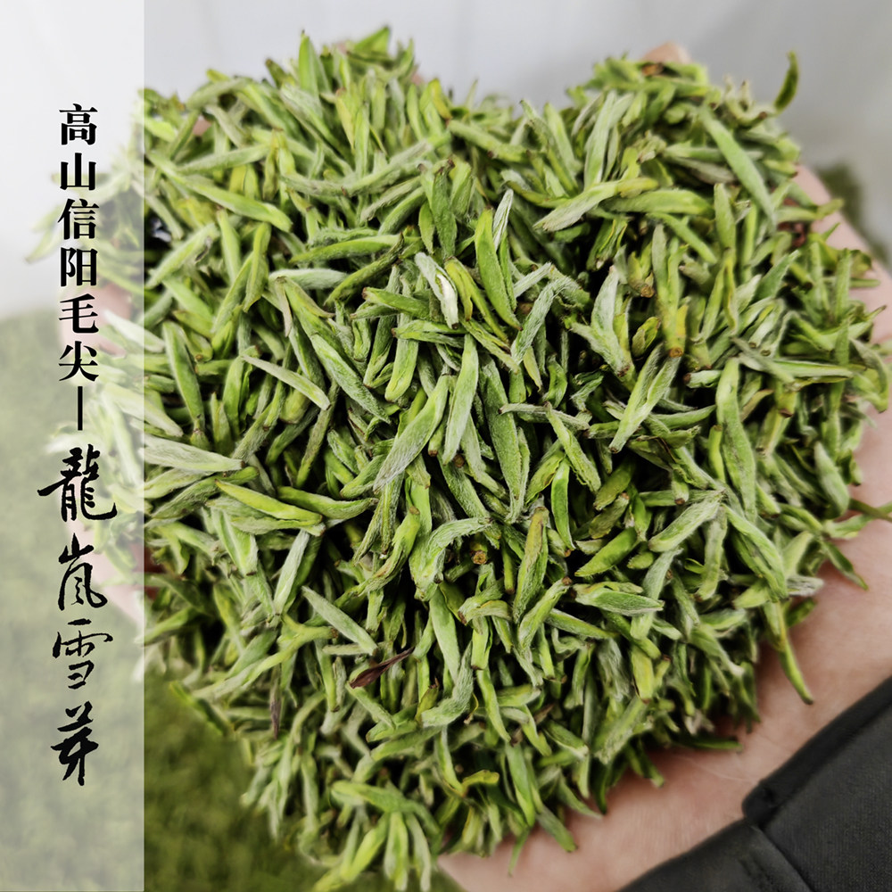 2026【龙岚雪芽】龙岚高山信阳毛尖新茶开采头5天群体种小米芽