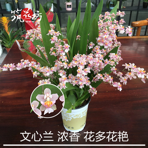 兰花卡特兰价格 兰花卡特兰图片 星期三