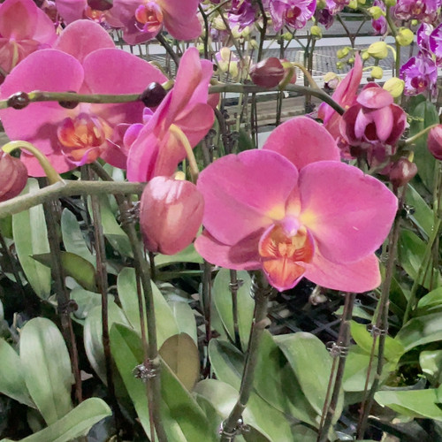 3.0杯红苹果单花剑量拍随机发