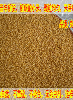 黄小米沁州农家月子米小黄米无污染不染色宝宝米新货米油500g包邮